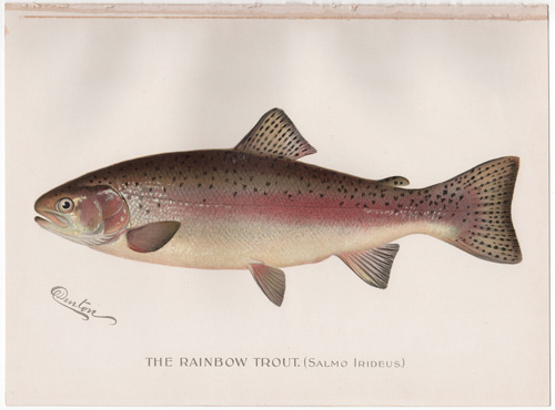 Denton fish lithograph from 1896